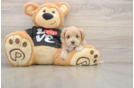 Best Maltipoo Baby