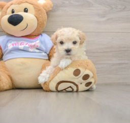 6 week old Maltipoo Puppy For Sale - Premier Pups