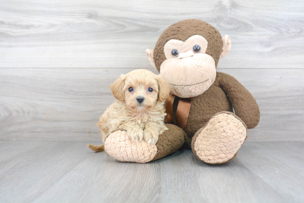 Petite Maltipoo Poodle Mix Pup