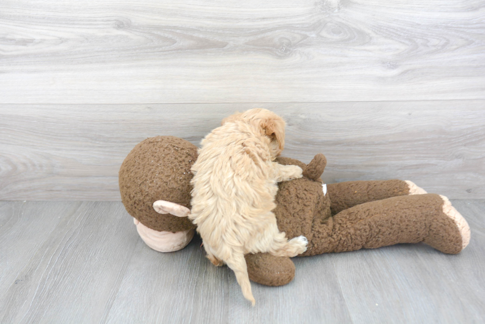 Maltipoo Pup Being Cute