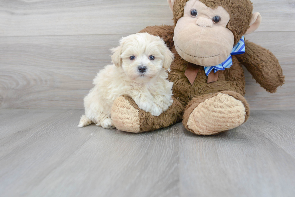 Maltipoo Pup Being Cute