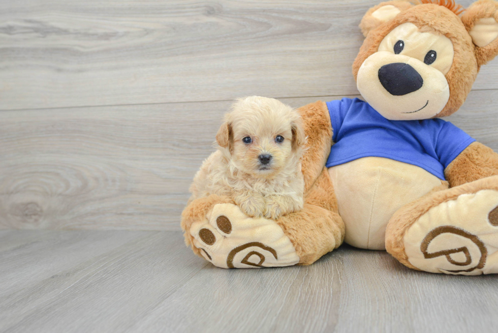 Smart Maltipoo Poodle Mix Pup