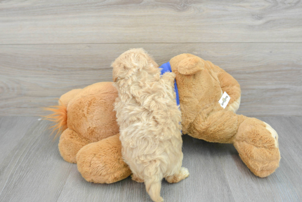 Funny Maltipoo Poodle Mix Pup