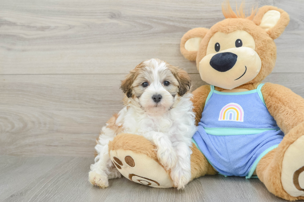 Maltipoo Pup Being Cute