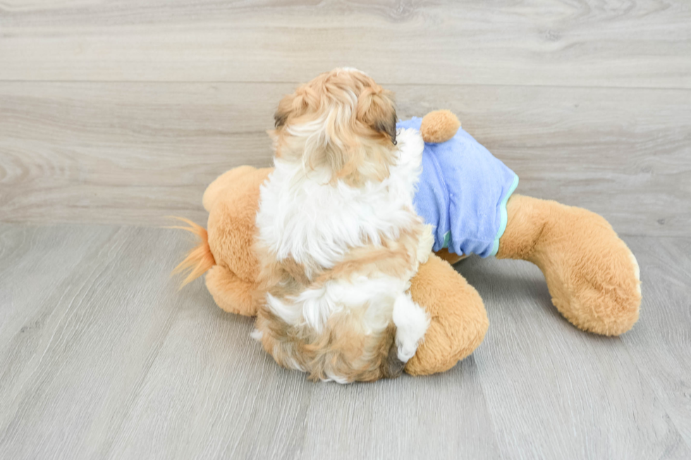 Little Maltidoodle Poodle Mix Puppy