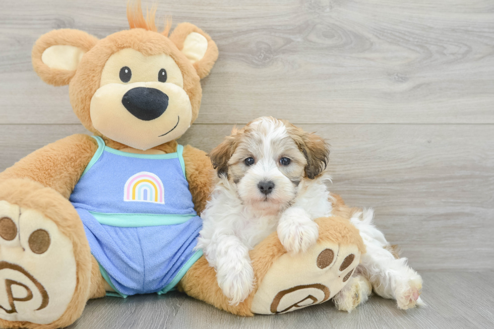 Funny Maltipoo Poodle Mix Pup