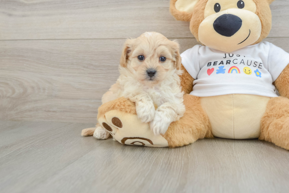Friendly Maltipoo Baby