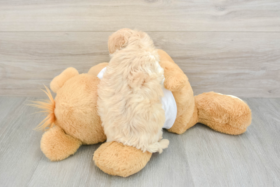 Energetic Multipoo Poodle Mix Puppy