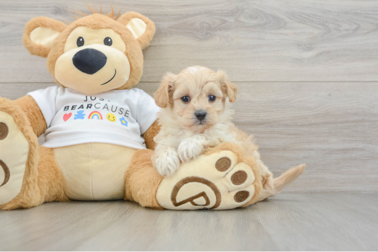 Maltipoo Puppy for Adoption