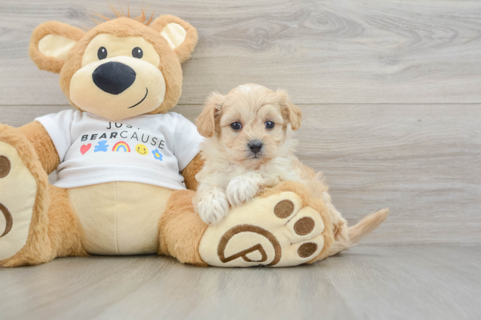 Maltipoo Puppy for Adoption