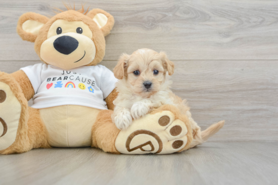 Maltipoo Puppy for Adoption