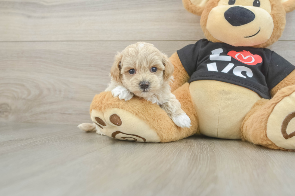 Smart Maltipoo Poodle Mix Pup