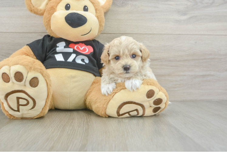 Maltipoo Puppy for Adoption