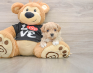 8 week old Maltipoo Puppy For Sale - Premier Pups