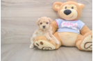 Maltipoo Puppy for Adoption