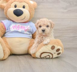6 week old Maltipoo Puppy For Sale - Premier Pups
