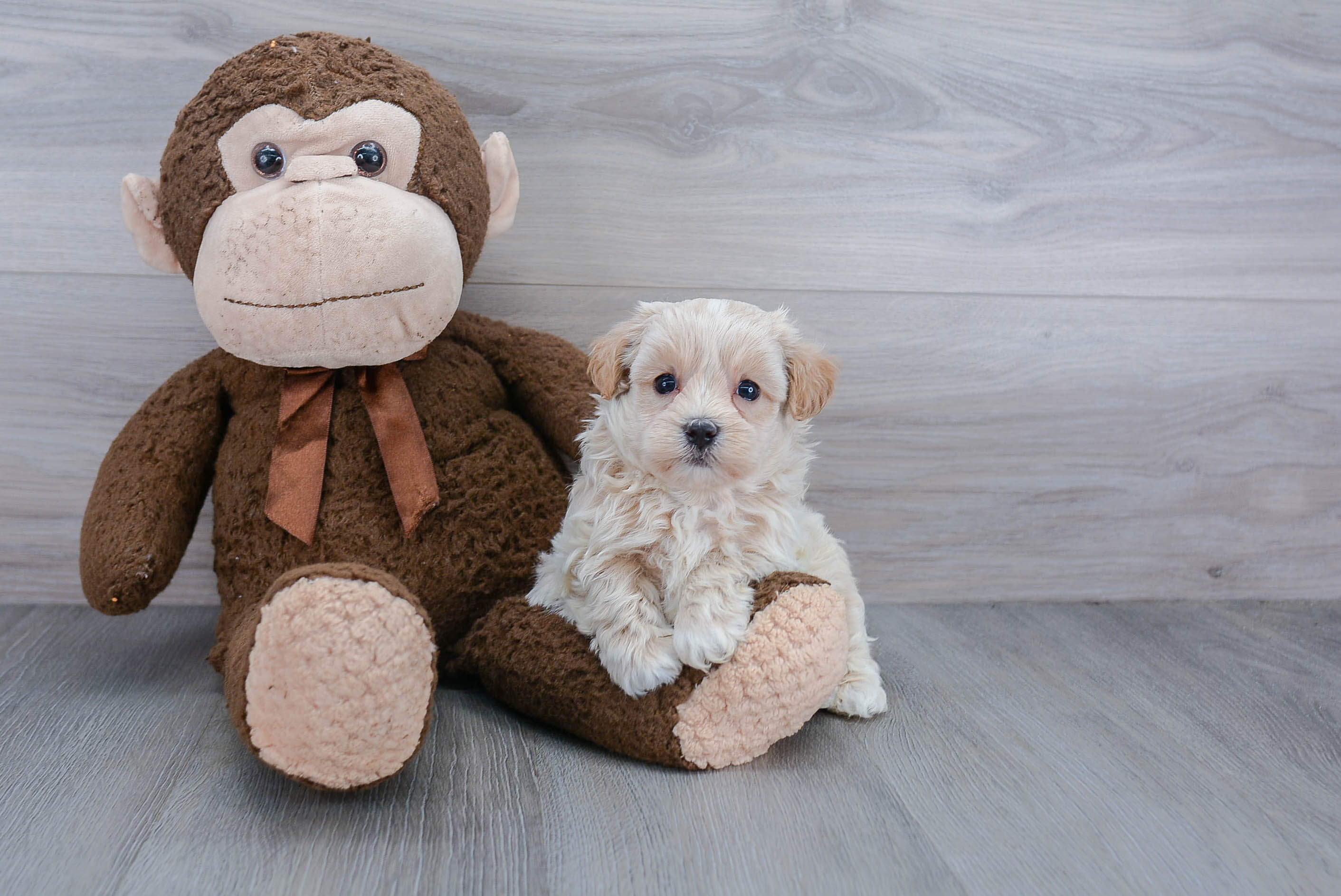 Best Maltipoo Baby