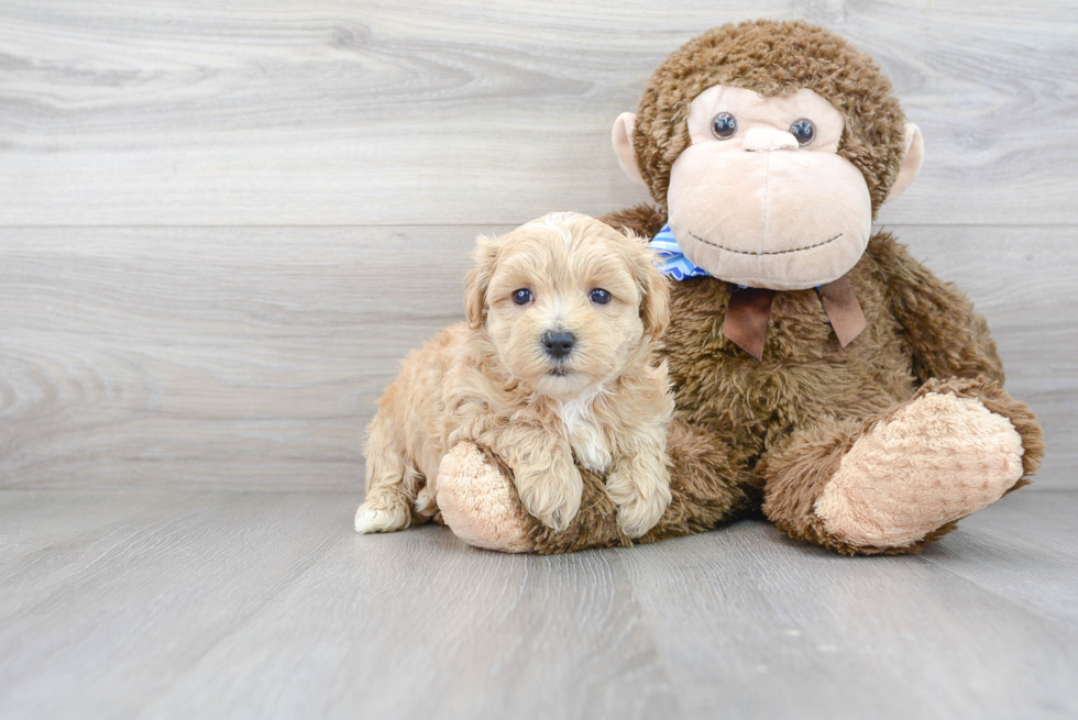 Maltipoo Pup Being Cute