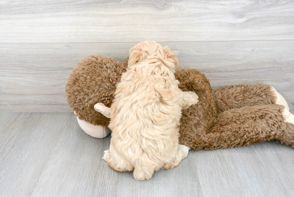 Maltipoo Puppy for Adoption