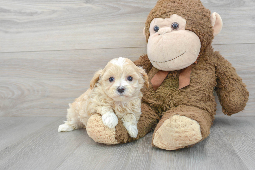 Happy Maltipoo Baby