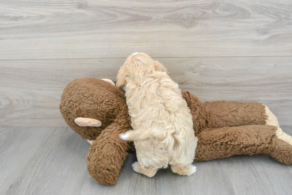 Fluffy Maltipoo Poodle Mix Pup