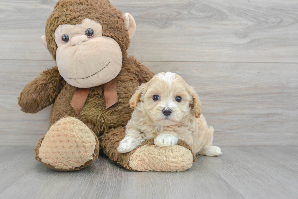 Small Maltipoo Baby