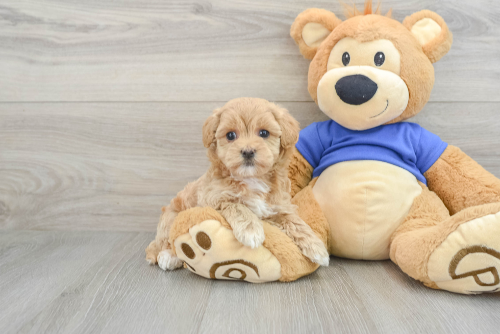 Fluffy Maltipoo Poodle Mix Pup