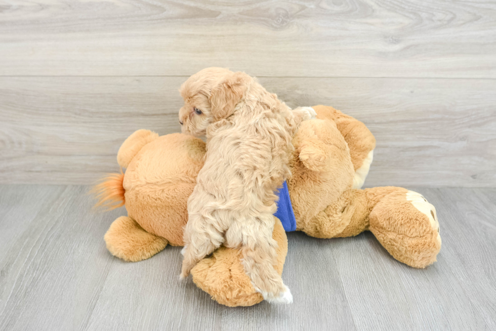 Fluffy Maltipoo Poodle Mix Pup