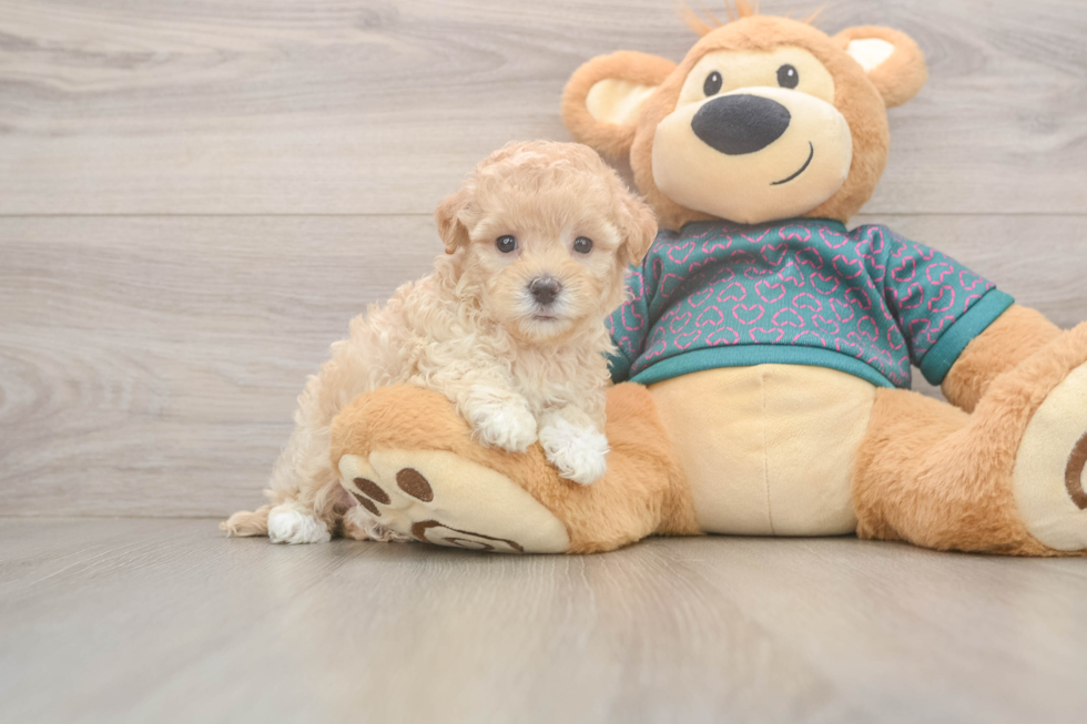 Maltipoo Pup Being Cute