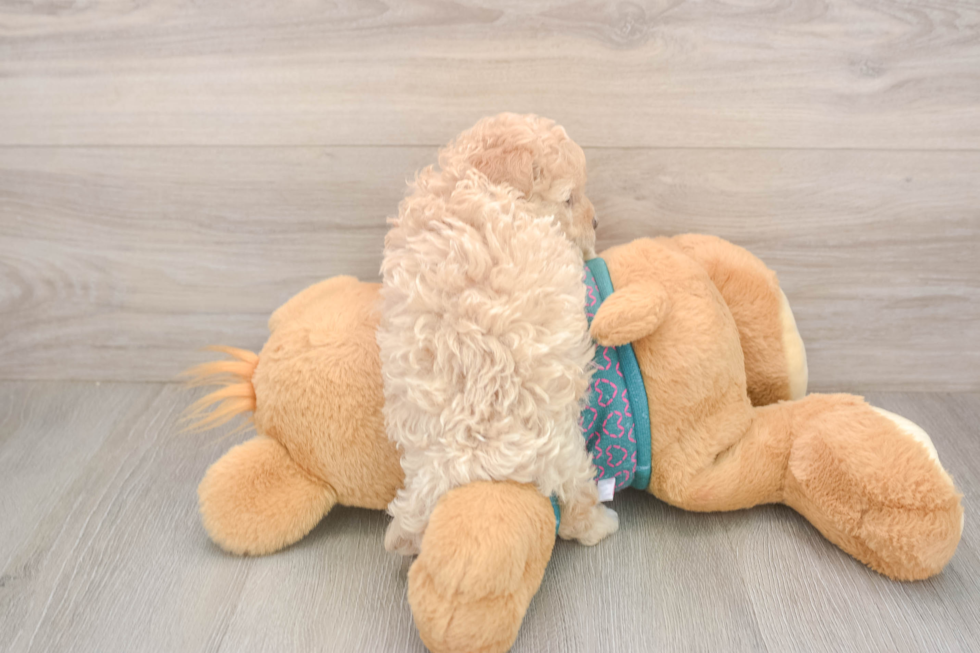 Playful Malt a Poo Poodle Mix Puppy