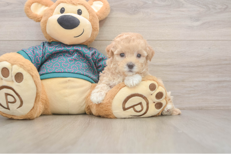 Adorable Multipoo Poodle Mix Puppy