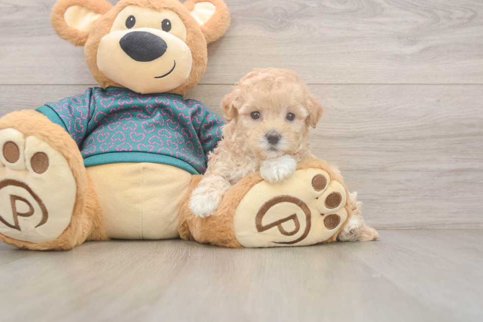 Adorable Multipoo Poodle Mix Puppy
