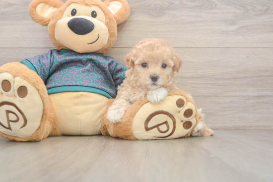 Adorable Multipoo Poodle Mix Puppy