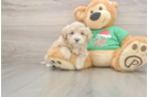 Smart Maltipoo Poodle Mix Pup