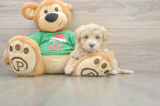 Best Maltipoo Baby