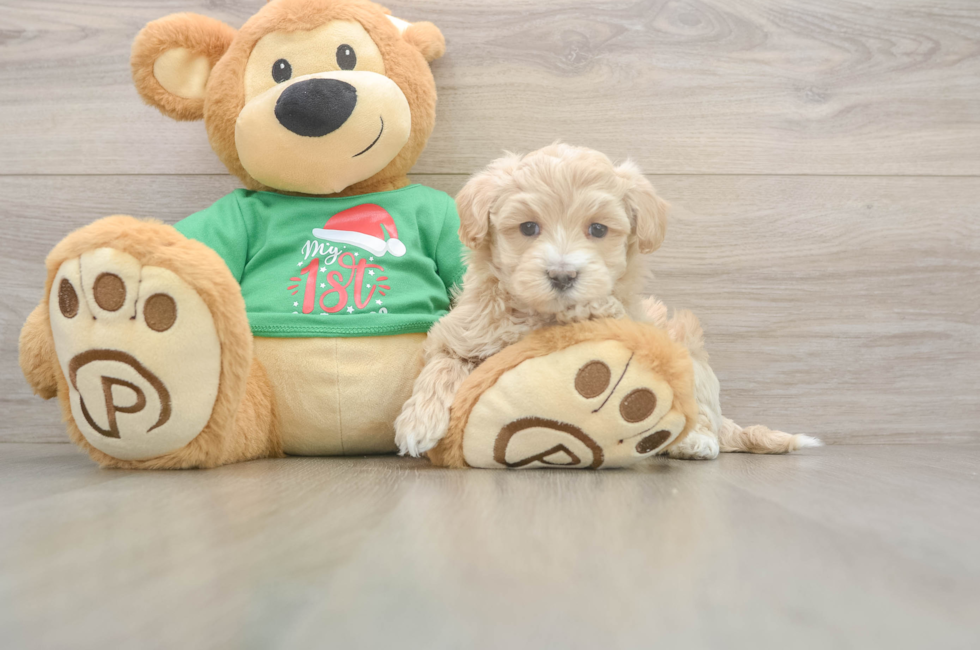 7 week old Maltipoo Puppy For Sale - Premier Pups