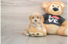 Maltipoo Pup Being Cute