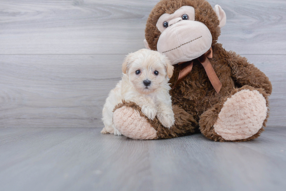 Maltipoo Puppy for Adoption