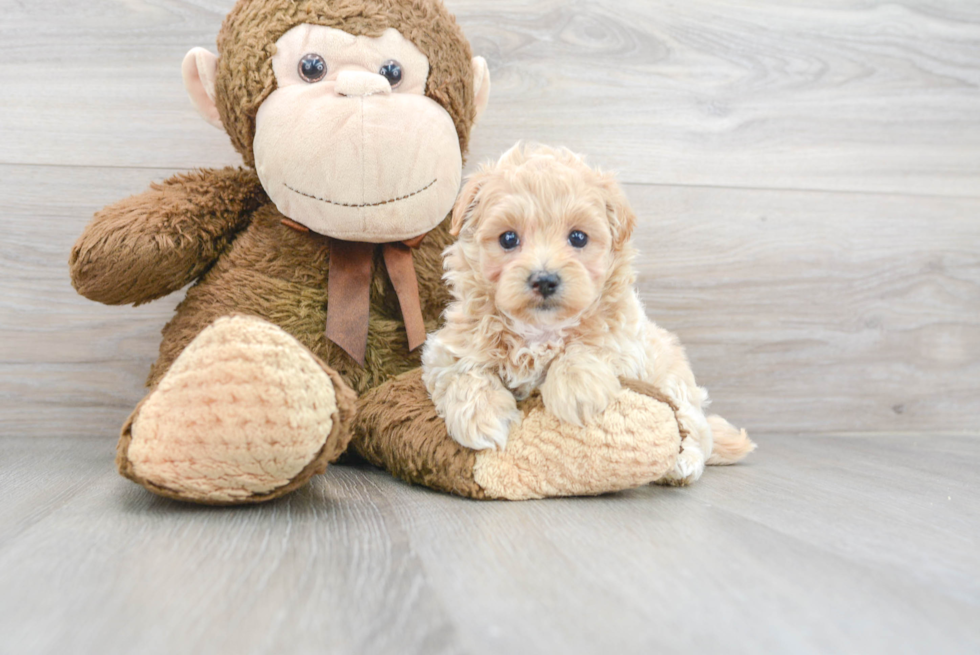 Little Maltepoo Poodle Mix Puppy