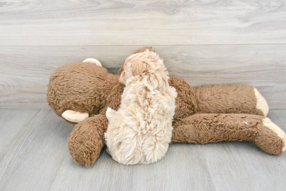 Maltipoo Pup Being Cute