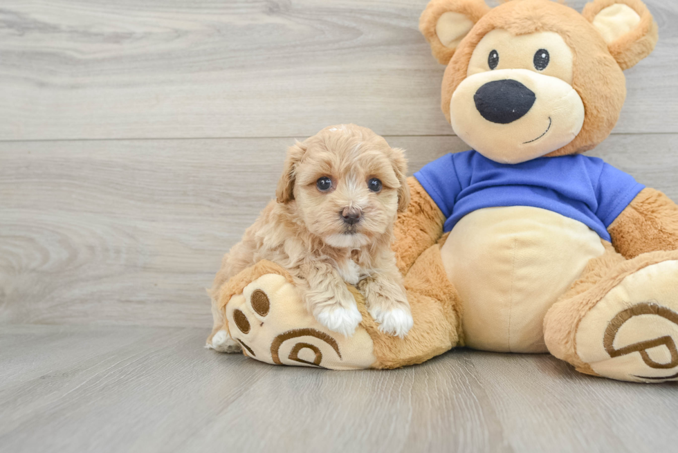 Energetic Maltese Poodle Poodle Mix Puppy