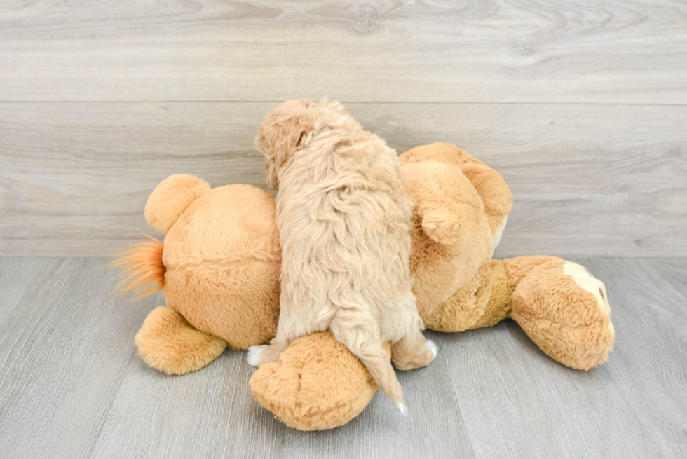 Maltipoo Pup Being Cute
