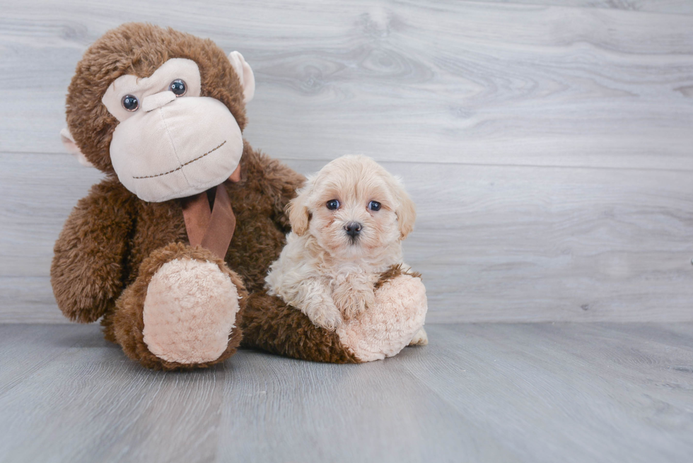 Hypoallergenic Maltese Poodle Poodle Mix Puppy