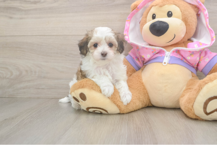 Sweet Maltipoo Baby