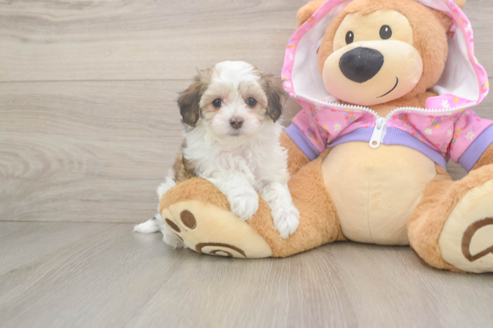 Sweet Maltipoo Baby