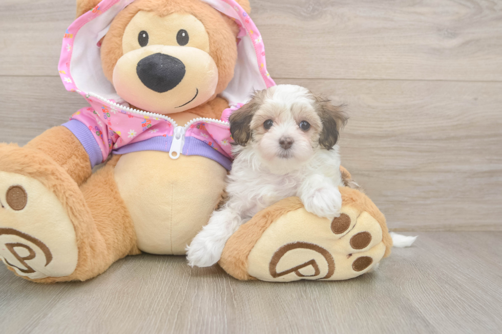 Maltipoo Pup Being Cute