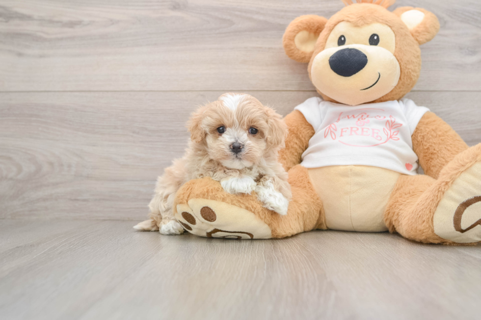 Maltipoo Pup Being Cute
