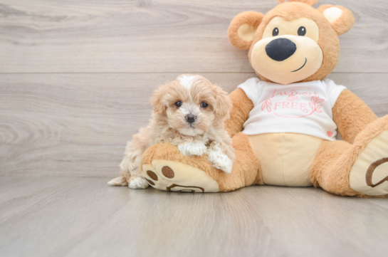 Maltipoo Pup Being Cute