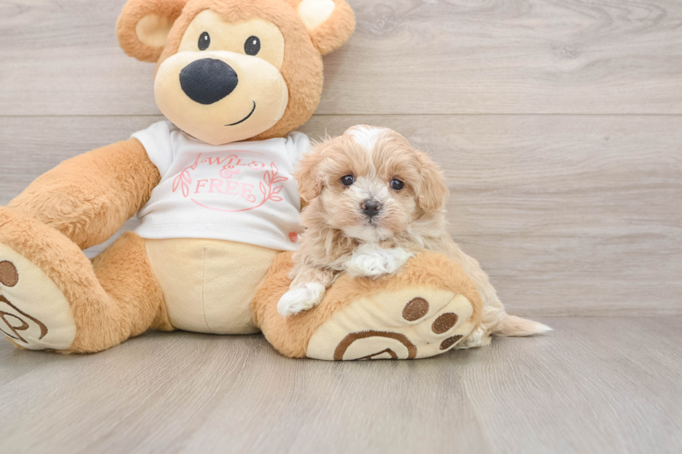 Smart Maltipoo Poodle Mix Pup