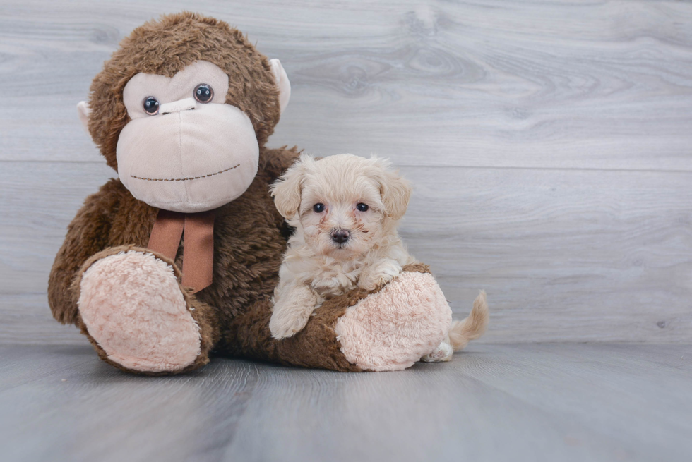 Best Maltipoo Baby